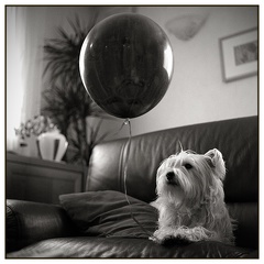 Il finira bien par descendre..